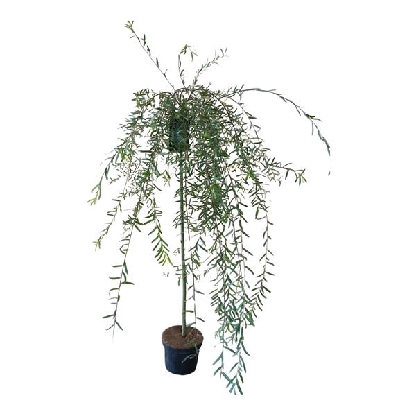 <h4>Salix purpurea 'Pendula' 120ST</h4>