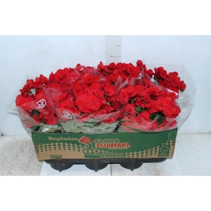 BEGONIA BALADIN P15