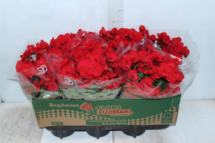 <h4>BEGONIA BALADIN P15</h4>