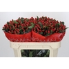 Hypericum True Romance