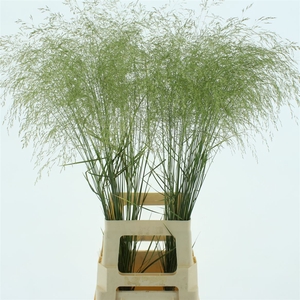 Deschampsia Gold