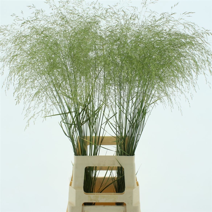 <h4>Deschampsia Gold</h4>