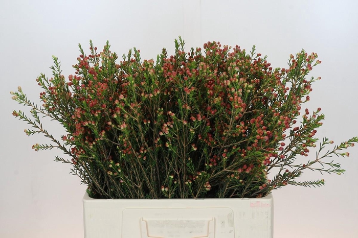 <h4>Chamelaucium Adi</h4>