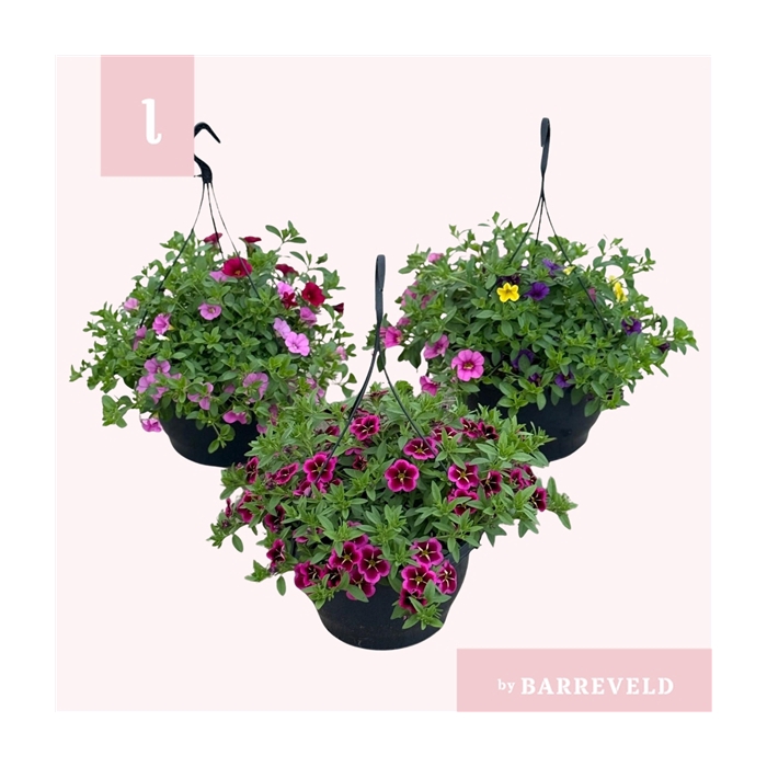 <h4>Calibrachoa mix</h4>