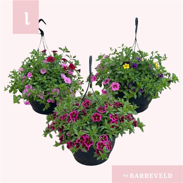 <h4>Calibrachoa 'MIX'</h4>