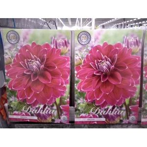 Dahlia   ...flowerbulbs