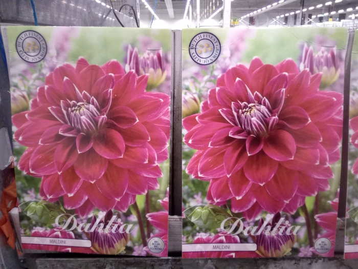 <h4>Dahlia   ...flowerbulbs</h4>