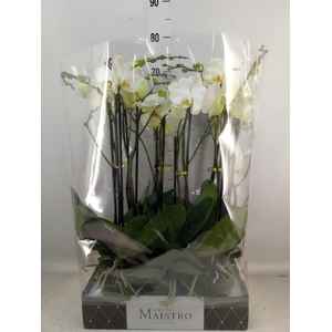 Phalaenopsis   ...white