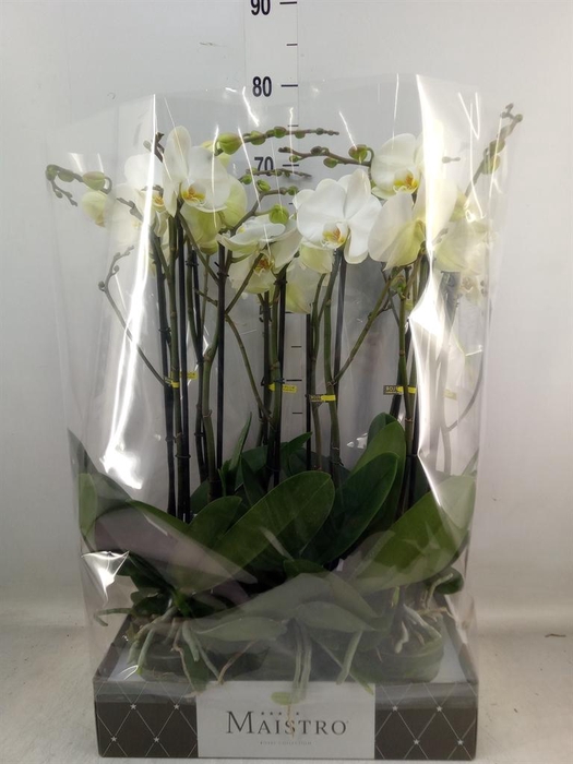 <h4>Phalaenopsis ...white</h4>