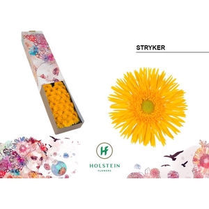 Germini Spider Stryker Half doos