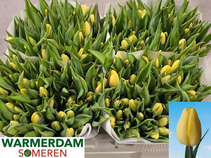 <h4>TU EN SUNNY PRINCE</h4>