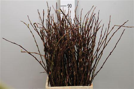 <h4>Salix Wilgenkatjes</h4>