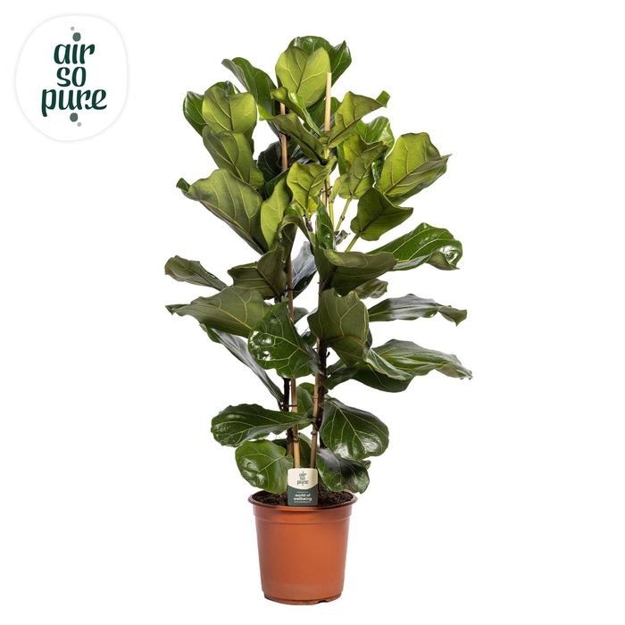 <h4>FICUS LYRATA</h4>