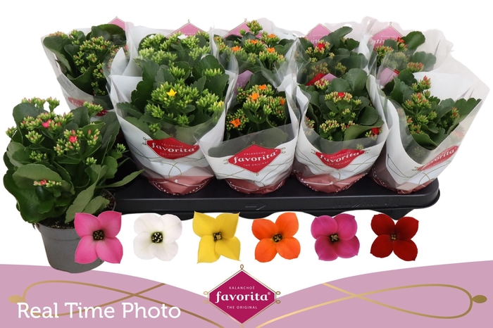 <h4>KAL EN GEM 6 KL</h4>