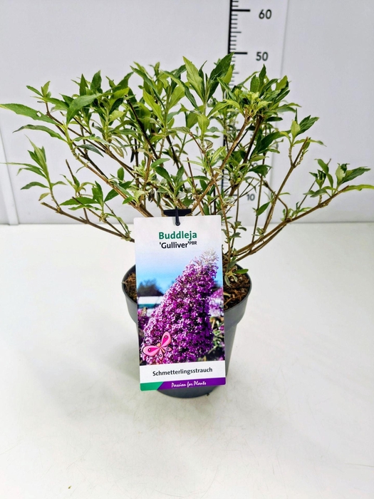 <h4>Buddleja</h4>