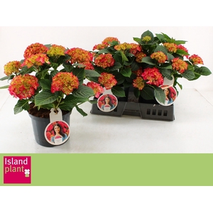 HYDR M DUTCH L SELMA