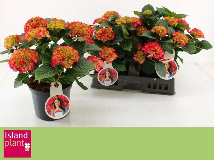 <h4>HYDR M DUTCH L SELMA</h4>