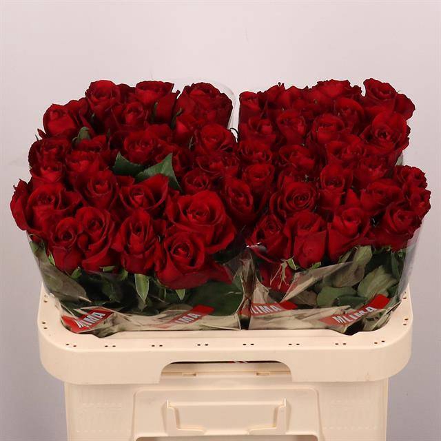<h4>Rosa large ever red</h4>