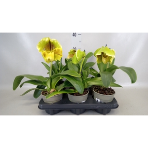 Paphiopedilum american hybride mix