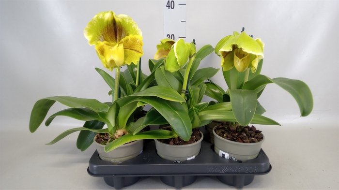 <h4>Paphiopedilum american hybride mix</h4>