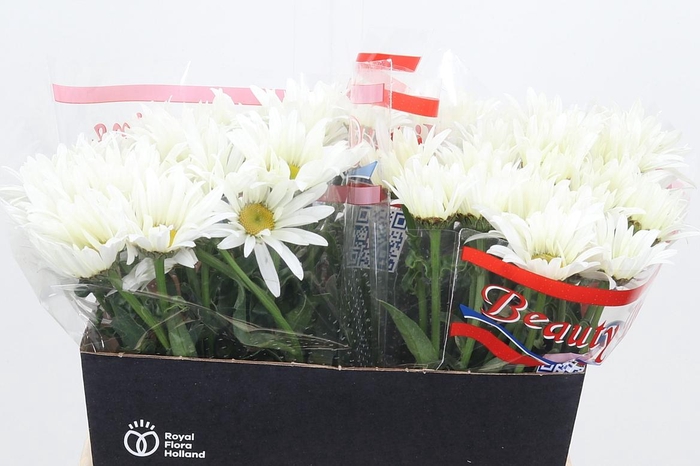 <h4>Leuc S Harmony</h4>