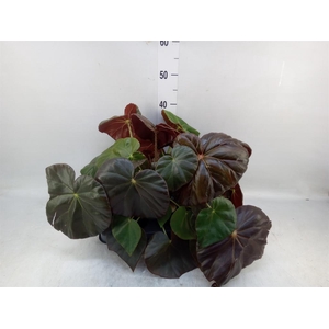 Begonia BD   ...