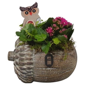 PTHI3271 Arrangement Autumn Indoor in beton pot in noot vorm