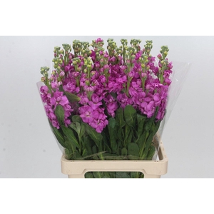 Matthiola Iron Hot Pink