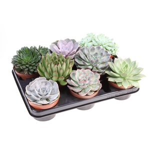 Echeveria ...mix