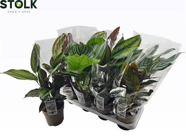 <h4>CALAT GEM 4 SRT</h4>