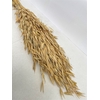 Dried Avena Wild Natural Green