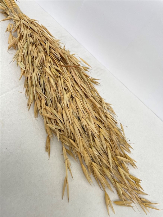 <h4>Dried Avena Wild Natural Green</h4>