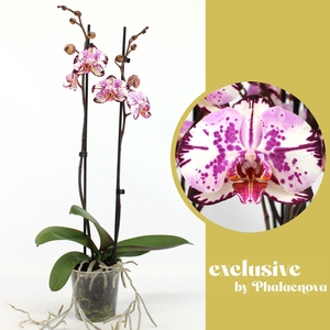 Magic Art 2-tak 60cm (GROEN)