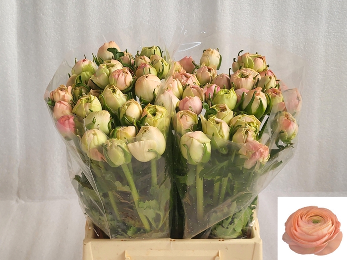 <h4>RAN SU GRAND PASTEL</h4>