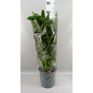 Philodendron   ...