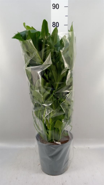 <h4>Philodendron   ...</h4>