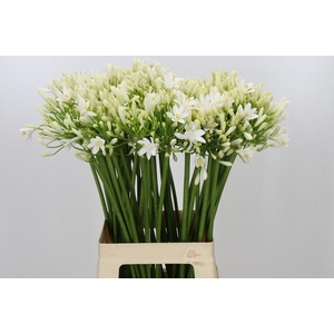 Agapanthus Gletsjer