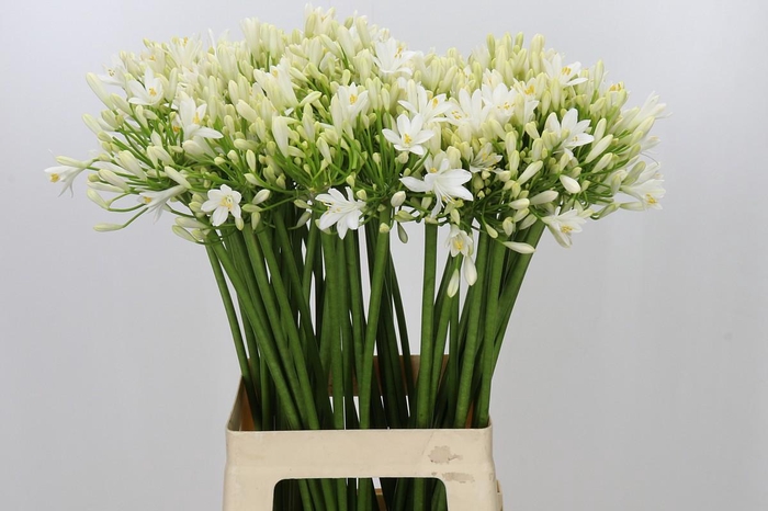 <h4>Agapanthus Gletsjer</h4>