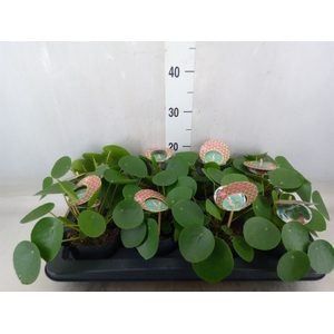 Pilea peperomoides