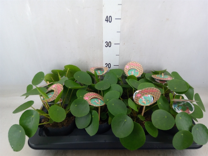 <h4>Pilea peperomoides</h4>