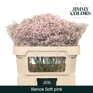 Gyps Xlence l70 Soft Pink