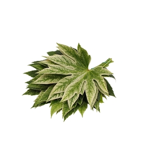 Aralia Spider ( 30 ) ( Large )