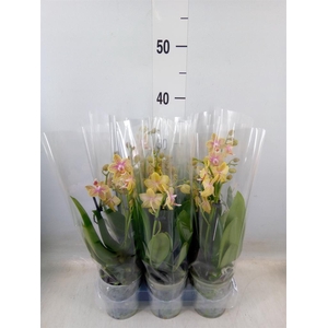 Phalaenopsis multi.   ...yellow