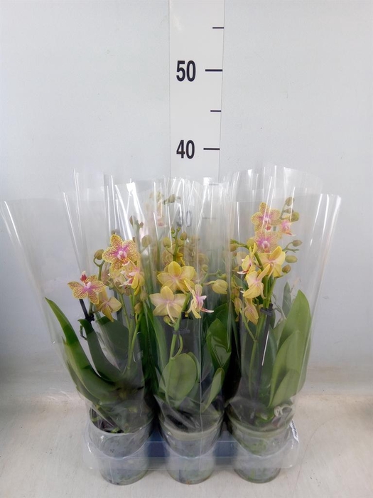 <h4>Phalaenopsis multi.   ...yellow</h4>