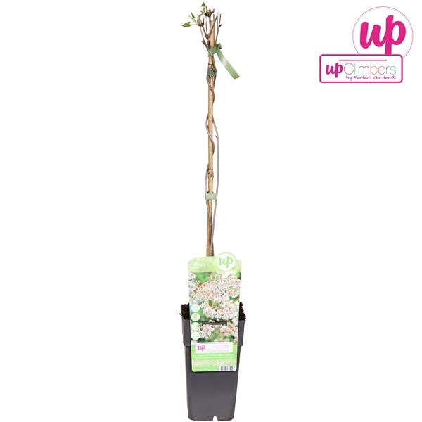 Fallopia baldschuanica P15