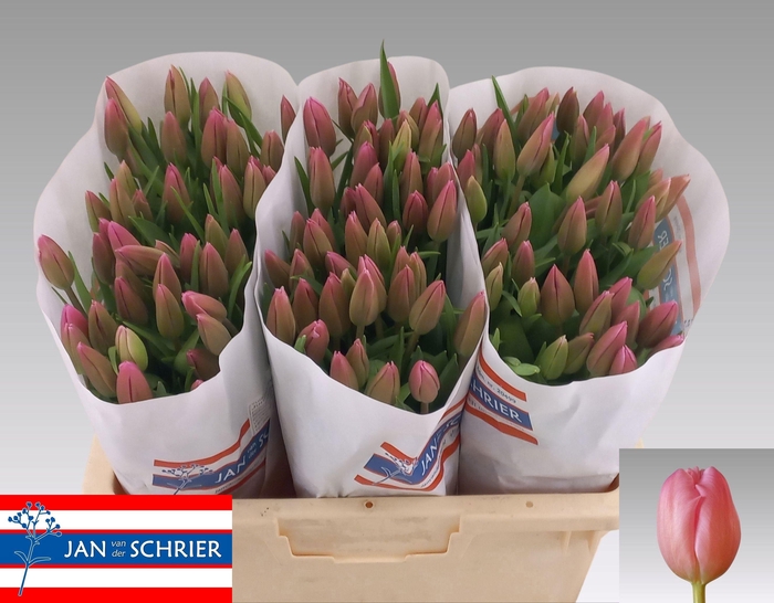 <h4>TU EN JUMBO PINK</h4>