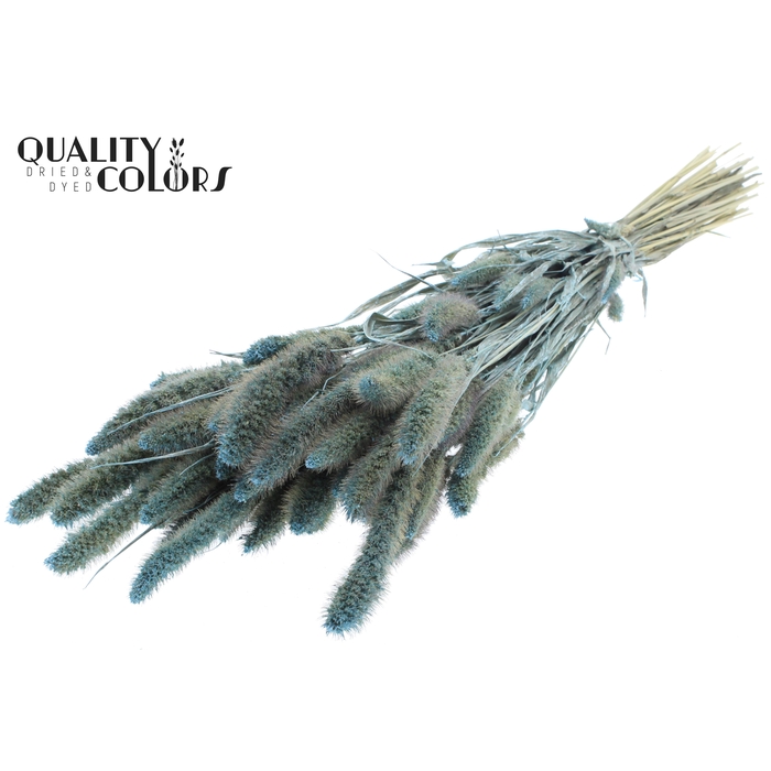 <h4>Setaria per bunch Pearl Light Blue</h4>