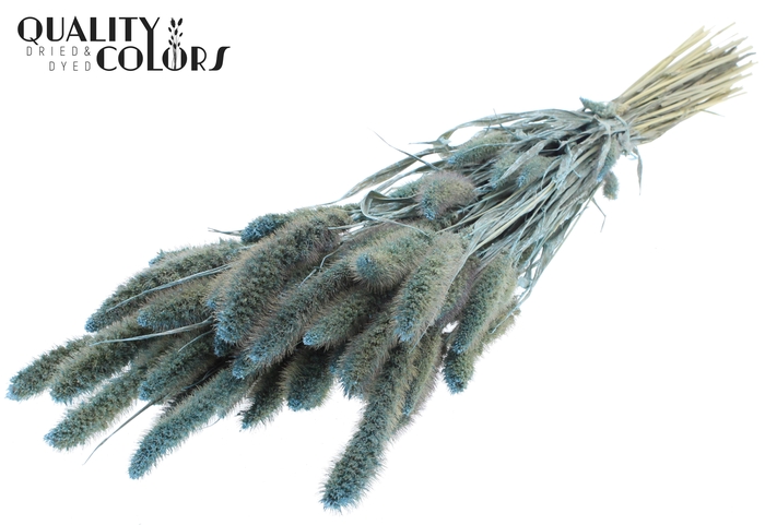 Setaria per bunch Pearl Light Blue