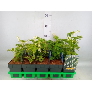 Dicentra spectabilis 'Alba'