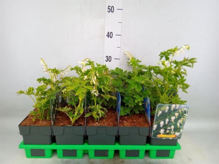 <h4>Dicentra spectabilis 'Alba'</h4>